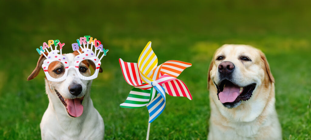 Optima Canine Products - Premium Canine Services Norfolk and UK