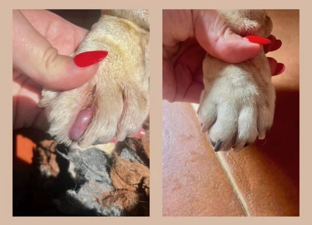 Magic Powder from Optima Canine Products
