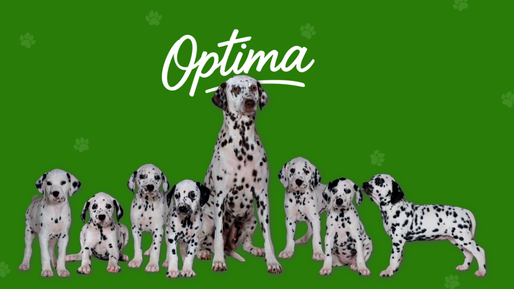 Optima Bitch Support Norwich