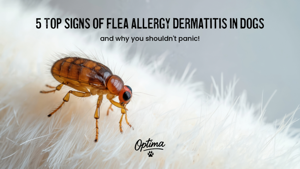How to treat Flea Allergy Dermatitis with Optima Canine Products Triple Approach
