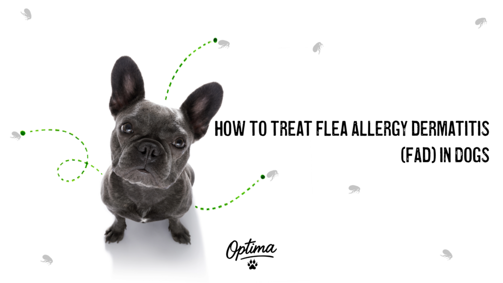 How to treat Flea Allergy Dermatitis with Optima Canine Products Triple Approach