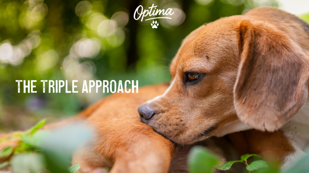 How to treat Flea Allergy Dermatitis with Optima Canine Products Triple Approach