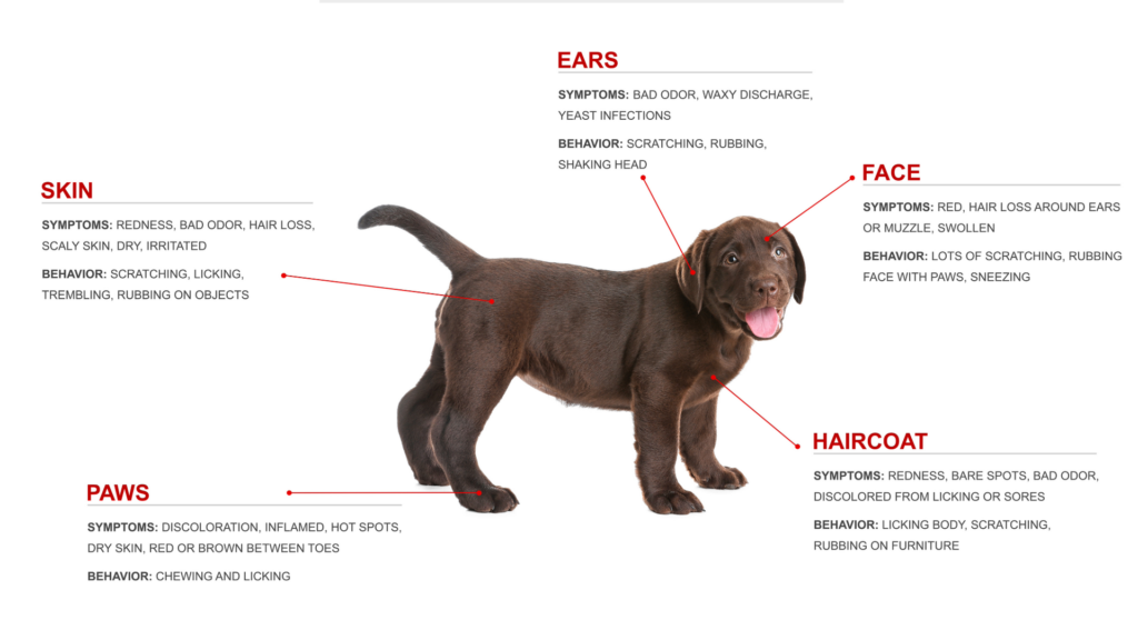 Optima Canine products dog intolerance testing.