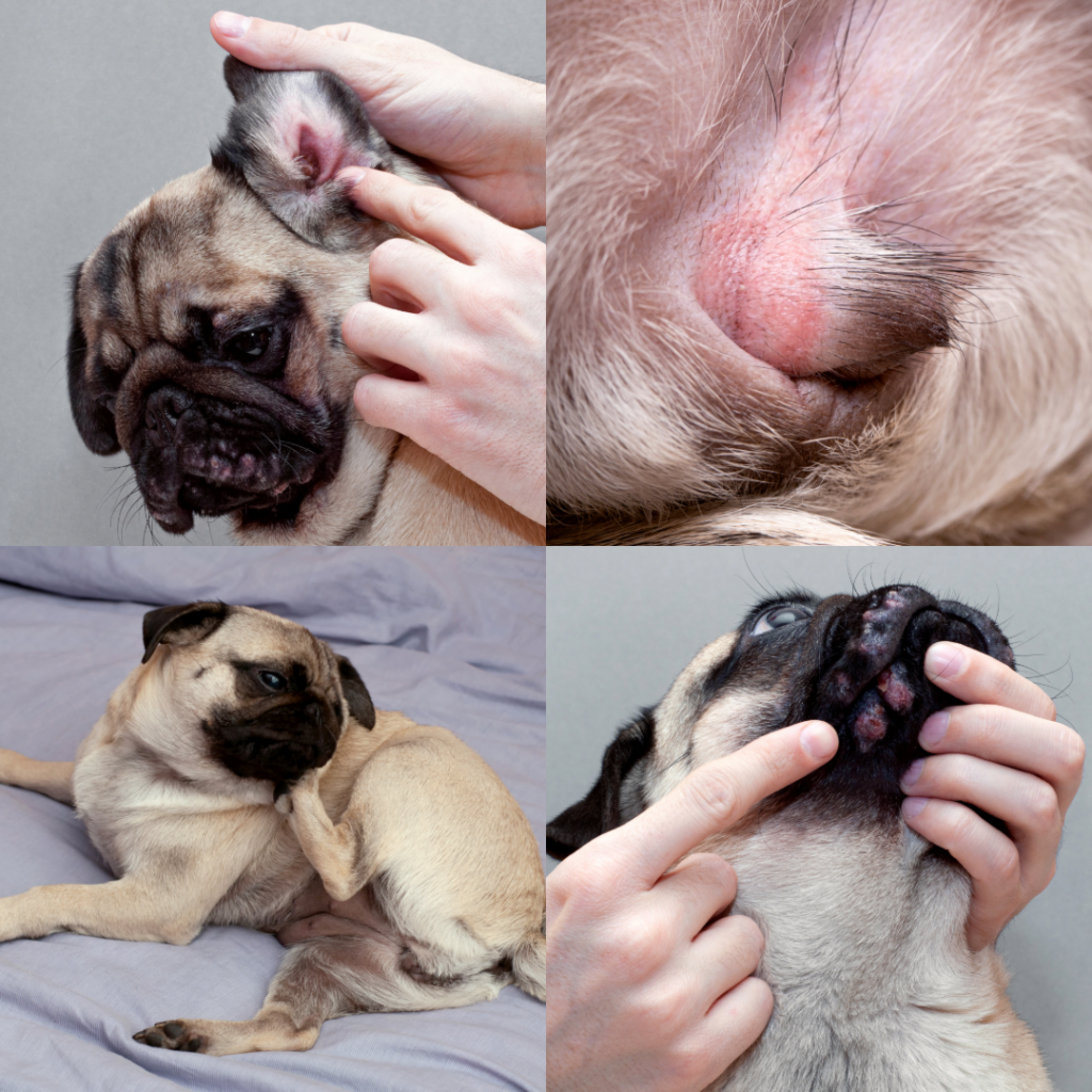 Optima Canine products launch exciting dog intolerance dog testing. Over 500 triggers tested